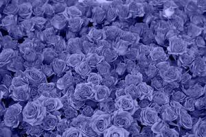 Background of beautiful blooming blue roses. Close-up of blue flowers, abstract soft floral background, top view. photo