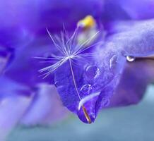 Dandelion seed in drops of dew on beautiful lilac flower blurred background. Macro. Natural plant growth photo