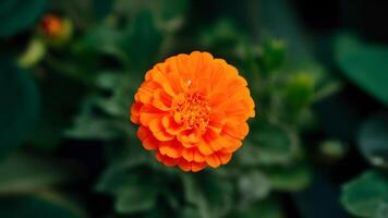 AI generated Blossoming orange pot marigold flower stands out in isolation photo