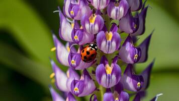 AI generated Picture Ladybug on violet lupine flower in summer garden photo