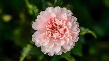 AI generated Pink carnation flower adds beauty to a captivating header photo