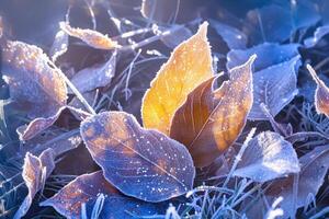 AI generated Extreme winter beauty Frost covered leaves in a tranquil snowy setting photo