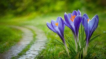 AI generated Spring background featuring blue crocuses with raindrop tracks photo