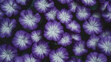 AI generated Soft sweet blue purple abstract background formed by begonia flowers photo