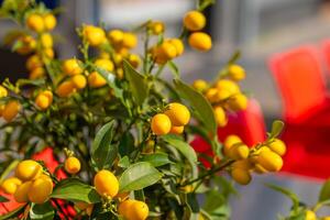 a lemon bush in spring photo