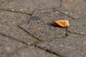 a piece of bread on a footpath photo