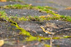 photo of a dirty mossy sidewalk with a few leaves scattered around