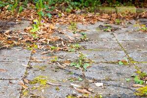 path with leaves and moss on it photo