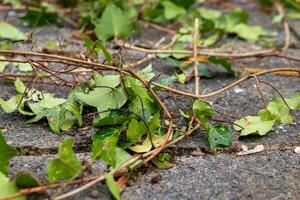 bunch of ivy leaves are scattered on the ground photo