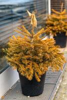 an old rotten fir tree in front of a window photo