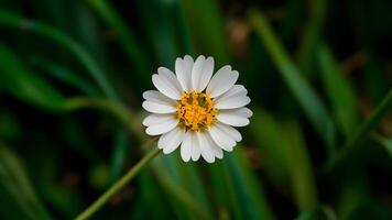 ai generado tema frescura de primavera capturado por aislado blanco salvaje Zanahoria flor foto