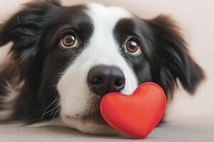 AI generated Closeup a cute border collie holding a red heart photo