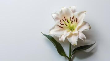 AI generated Elegant madonna lily isolated on pristine white backdrop photo