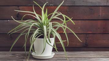 AI generated Spider plant chlorophytum in white flowerpot on wooden background photo