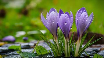 AI generated Blue crocuses with water droplets on spring background photo