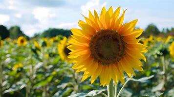 AI generated Big sunflower serves as nature background for website banners photo