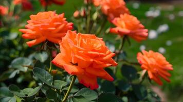 ai generado naranja rosas en jardín fondo, Perfecto para jardinería concepto foto