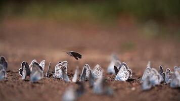 beaucoup papillons séance sur le sol, macro coup video