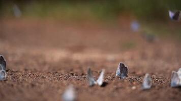 muchos mariposas sentado en el suelo, macro Disparo video