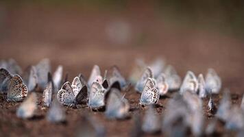 many butterflies sitting on the ground, macro shot video