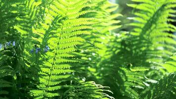 dense thickets of green grass or fern. close-up video