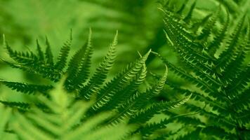 dense thickets of green grass or fern. close-up video