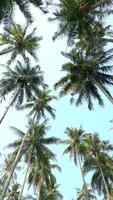 Bottom view of the tall coconut palm trees against the backdrop of the blue sky. video