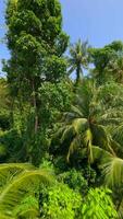 voar através a exuberante tropical floresta tropical dentro Tailândia video