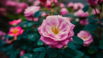 AI generated Shallow background with ultra violet rose in full bloom, pink garden photo