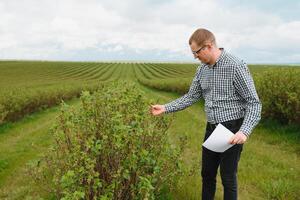 Modern agronomist with folder working on currant field at outdoor photo