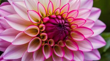 AI generated Pretty pink dahlia flower with brilliant petal pattern in macro photo