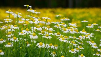 AI generated Chamomile flowers create a serene scene over a blurred background photo