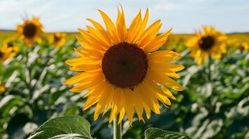 AI generated Sunflower with transparent background, additional PNG file available photo