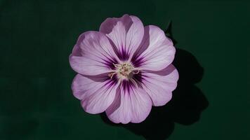 AI generated Purple violet flower stamens shadows on dark green background photo