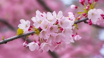 AI generated Capture Close up of cherry blossom tree in pink bloom background photo