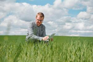 An agronomist investigates the ripening process of young wheat in the field. Agricultural business concept. The farmer works on a wheat field and inspects the quality of wheat sprouts. photo