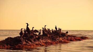 Meer Vögel Silhouette beim Sonnenuntergang. Herde von Kormorane, Phalacrocorax carbo sitzen auf das Felsen Vor Sonnenuntergang. Herde von Seevögel, Kormorane, Möwen, schließen oben Sitzung auf ein Cliff oben beim Sonnenuntergang, schleppend Bewegung video