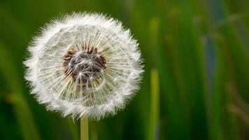 ai generado Foto resumen diente de león flor fondo, extremo de cerca con natural Arte