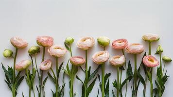 AI generated Spring ranunculus flowers arranged on white background for mockup photo