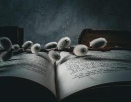 Catkin on an old book photo