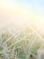 frosty morning on the meadow photo