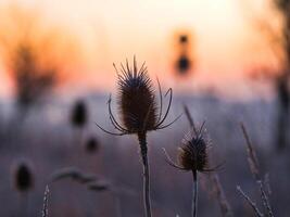 common teasel in the morning photo