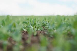 Green peas plant in the garden, summer harvest photo