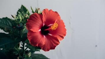 ai generado aislado rojo hibisco flor soportes fuera en limpiar blanco fondo foto