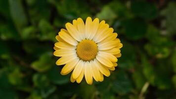 AI generated Img Yellow daisy flower on white background, clipping path included photo