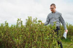Modern agronomist with folder working on currant field at outdoor photo