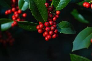A cluster of red berries on a leafy branch photo