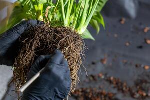 un persona es participación un planta raíz en su mano foto