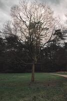 un árbol soportes solo en un campo de césped foto