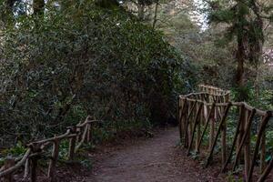 A path through a forest with a wooden fence on the right side photo